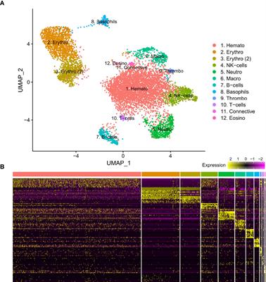 Characterization of Pipefish Immune Cell Populations Through Single-Cell Transcriptomics